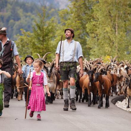 Hoam kemma - Almabtrieb in Mittenwald Symbolfoto