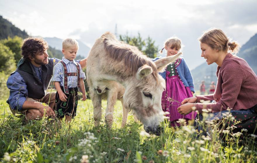 Familie füttert Esel auf Weide